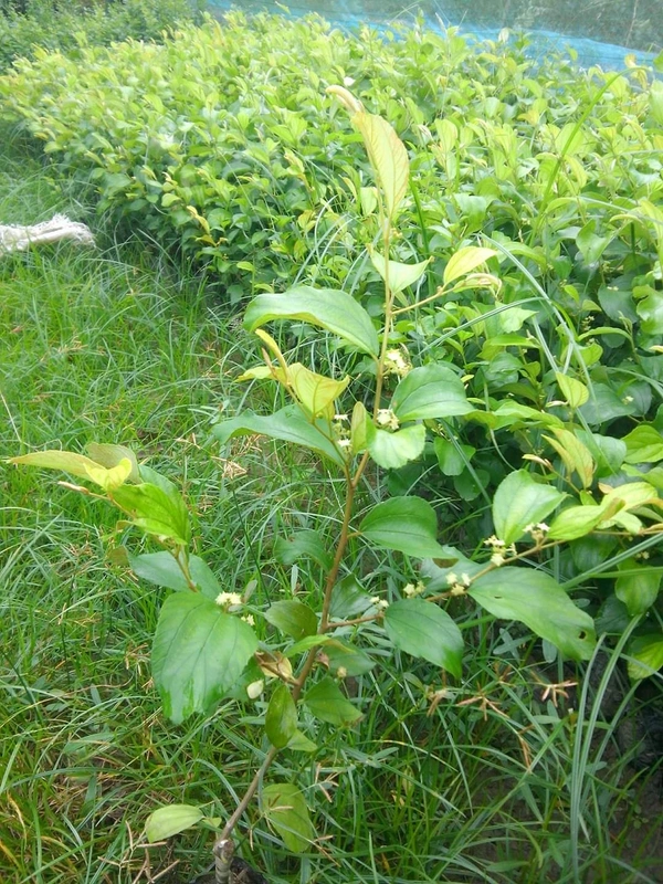 Red Kashmiri Apple Ber