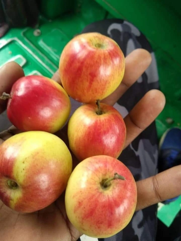 Red Kashmiri Apple Ber