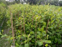 Red Kashmiri Apple Ber