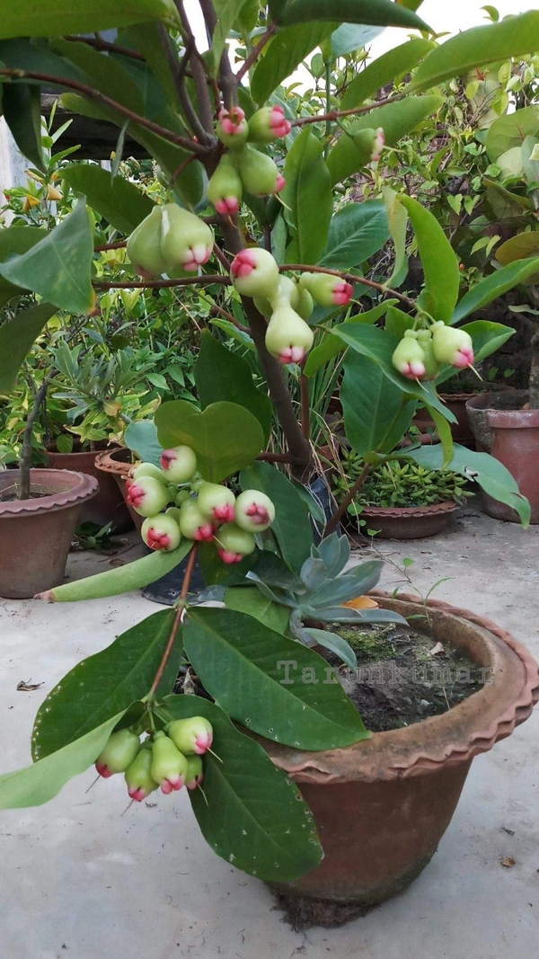Water Apple ( Red Face) 