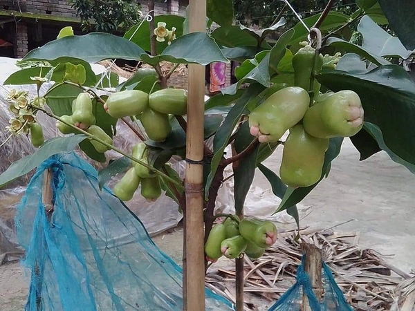 Water Apple ( Red Face) 