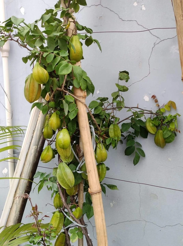 Starfruit (Kamranga) 