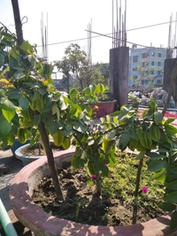 Starfruit (Kamranga) 