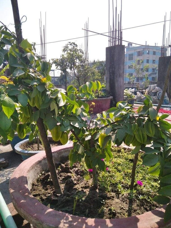 Starfruit (Kamranga) 