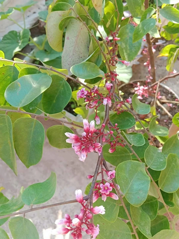 Starfruit (Kamranga) 