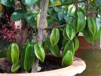Starfruit (Kamranga) 