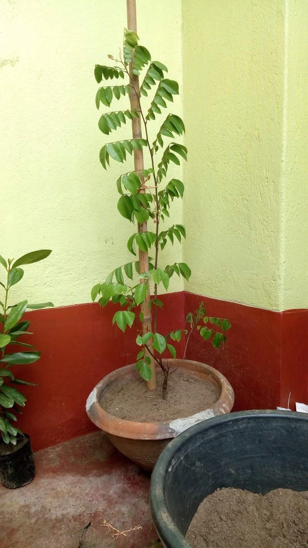 Starfruit (Kamranga) 