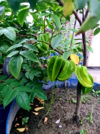 Starfruit (Kamranga) 