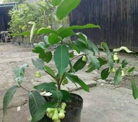 Water Apple 