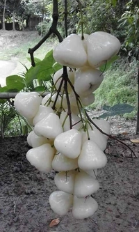 Water Apple 