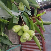 Water Apple 