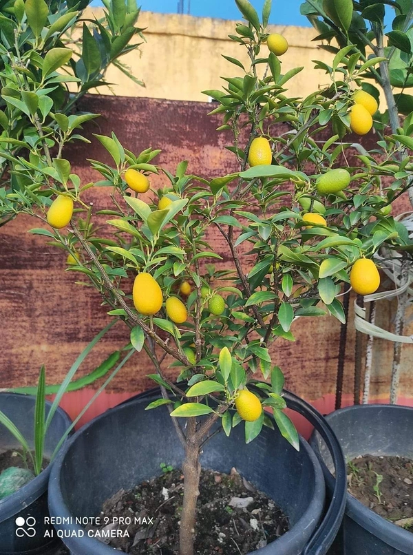 Sweet Citrus Lemon
