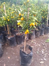 Sweet Citrus Lemon