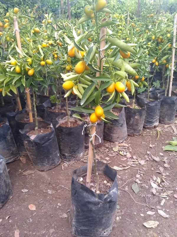 Sweet Citrus Lemon