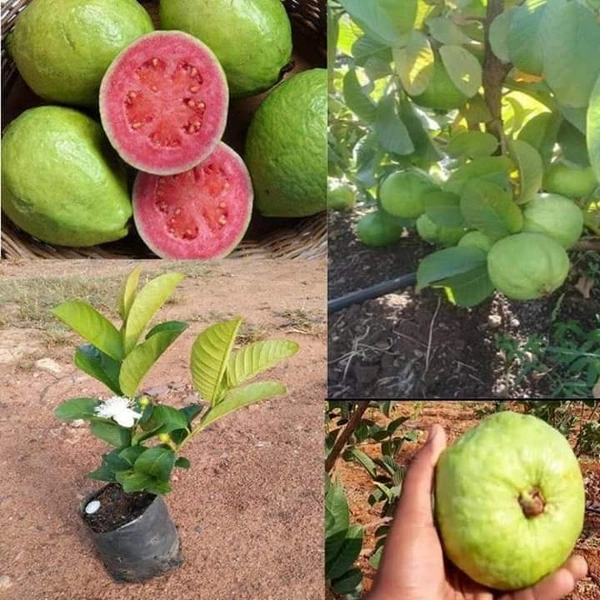 Pink Taiwan Guava 