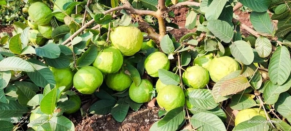 Pink Taiwan Guava 