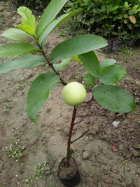 Pink Taiwan Guava 