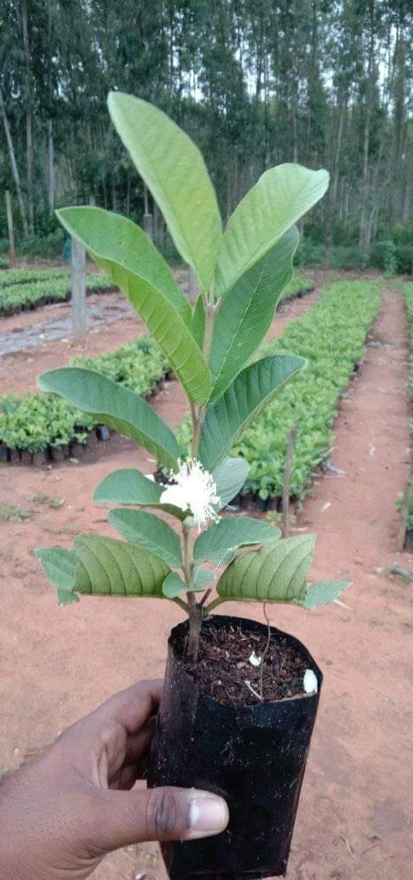 Pink Taiwan Guava 