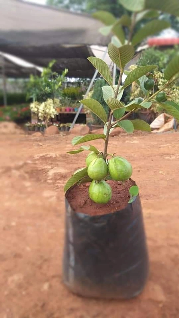Pink Taiwan Guava 