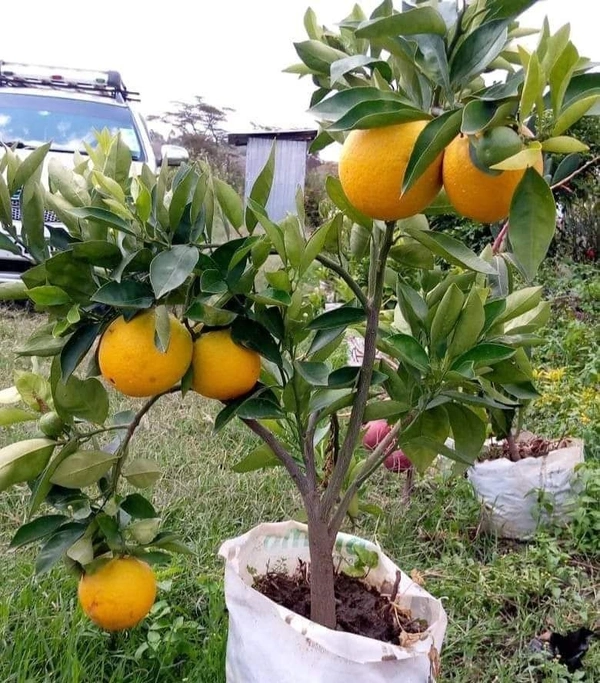 Yellow Egyptian Malta 