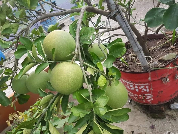 Thai Jambura (Pamelo)