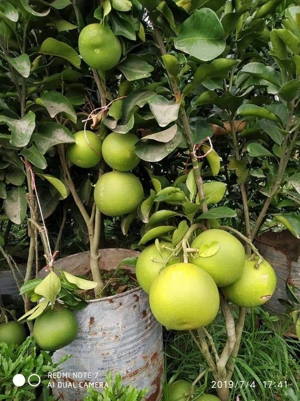Thai Jambura (Pamelo)