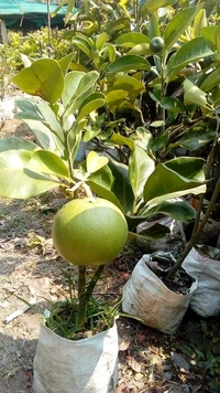 Thai Jambura (Pamelo)