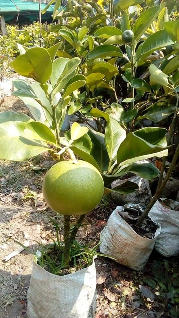 Thai Jambura (Pamelo)