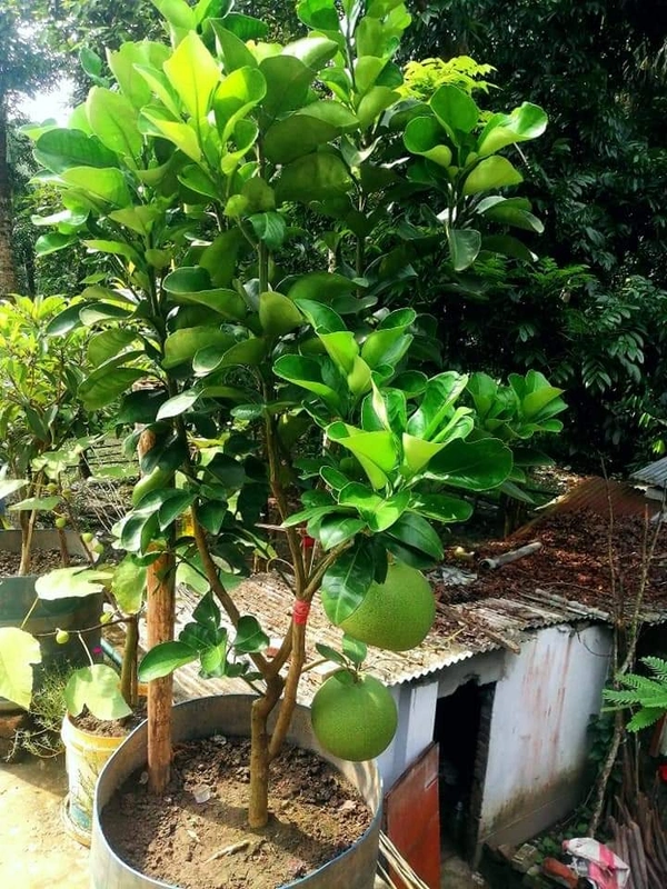 Thai Jambura (Pamelo)