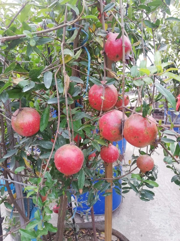 Pomengranate (Anar) _ Super Bhagwa 