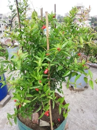 Pomengranate (Anar) _ Super Bhagwa 