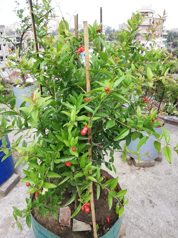 Pomengranate (Anar) _ Super Bhagwa 