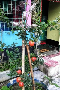 Pomengranate (Anar) _ Super Bhagwa 