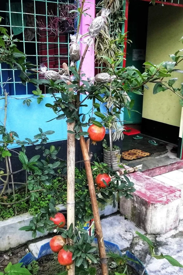 Pomengranate (Anar) _ Super Bhagwa 