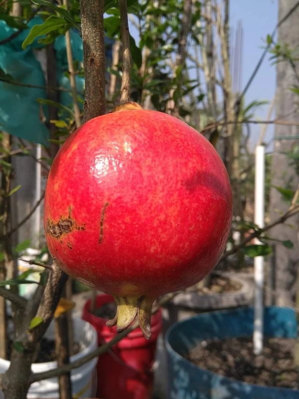 Pomengranate (Anar) _ Super Bhagwa 
