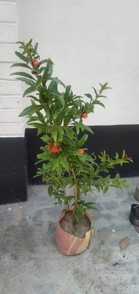 Pomengranate (Anar) _ Super Bhagwa 