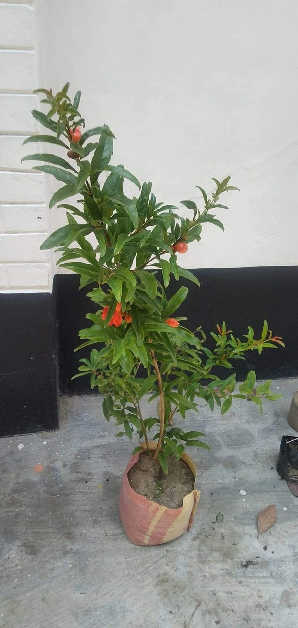 Pomengranate (Anar) _ Super Bhagwa 