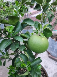 Thai Jambura (Pamelo)