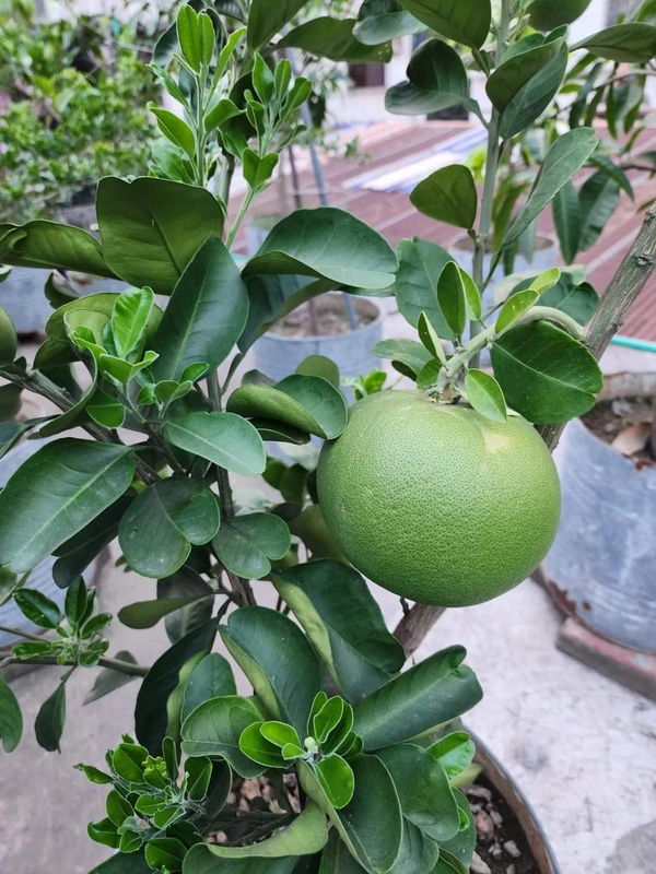 Thai Jambura (Pamelo)