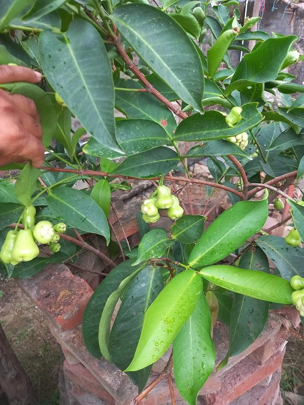 Water Apple 