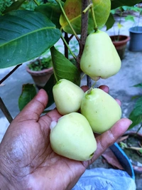 Water Apple 