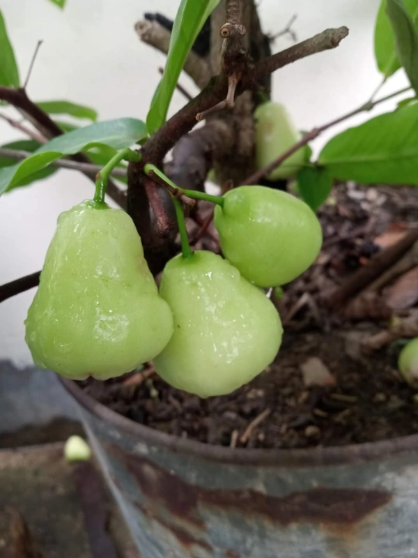 Water Apple 