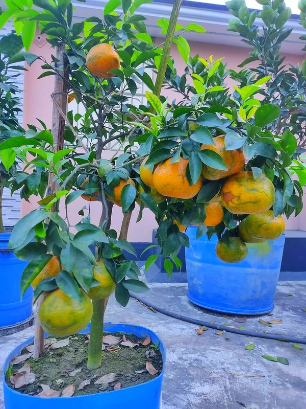 Mandarin Orange (Pakisthani)