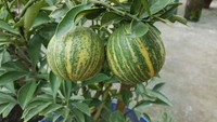 Variegated Malta Orange 