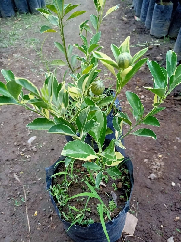 Variegated Malta Orange 