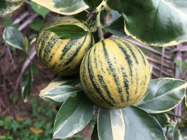 Variegated Malta Orange 