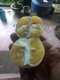 Variegated Malta Orange 
