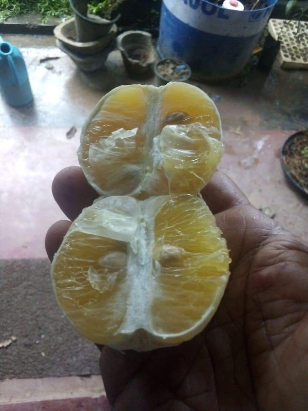 Variegated Malta Orange 