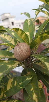Variegated Chikku