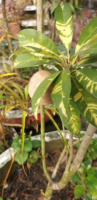 Variegated Chikku